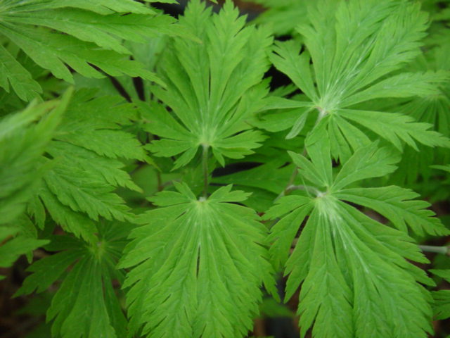 Aconitifolium-2016 graft Aconitifolium-2016 graft